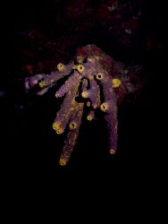 Wall diving and the sponge life on Marys Wall. The photo ... by Steven Anderson 